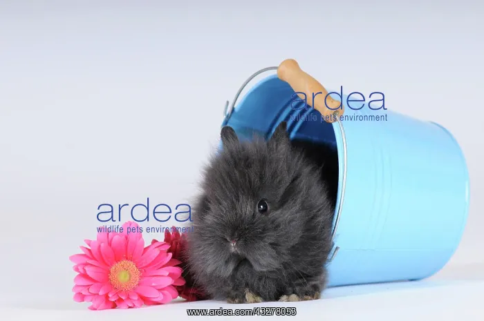 : Grey Dwarf Rabbit with a pink gerbera, sitting in : Grey Dwarf Rabbit with a pink gerbera, sitting in