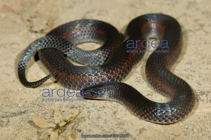 : Grey earth snake : Grey earth snake