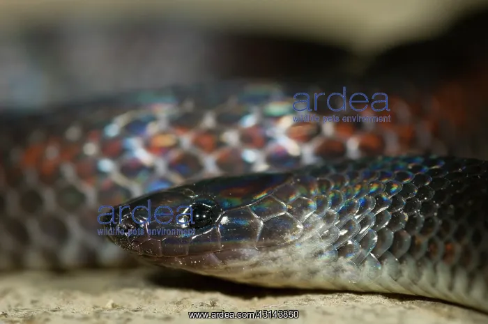 : Grey earth snake : Grey earth snake