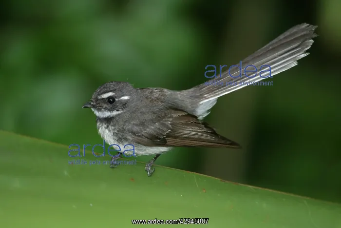 : Grey Fantail : Grey Fantail