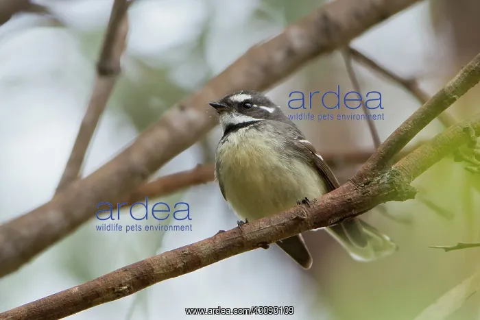 : Grey Fantail : Grey Fantail