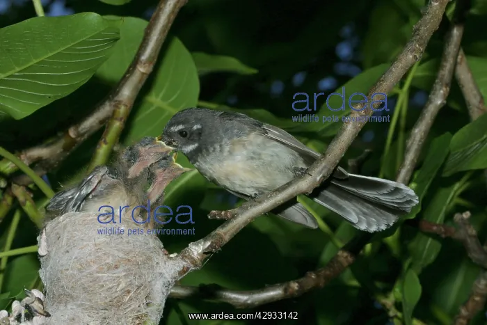 : Grey Fantail - Feeding chicks at nest : Grey Fantail - Feeding chicks at nest