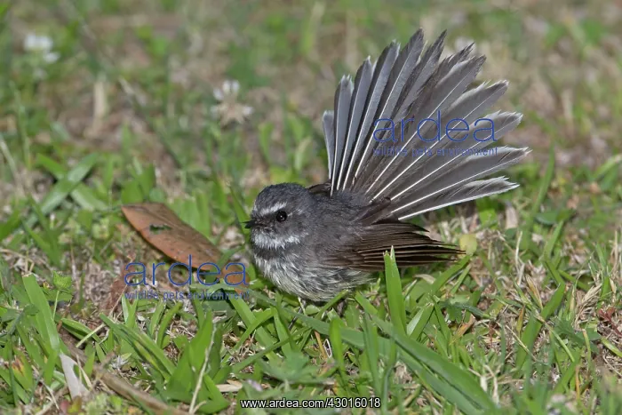  : Grey Fantail foraging on the ground