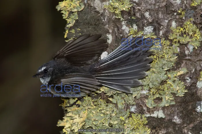  : Grey Fantail on lichen encrusted trunk
