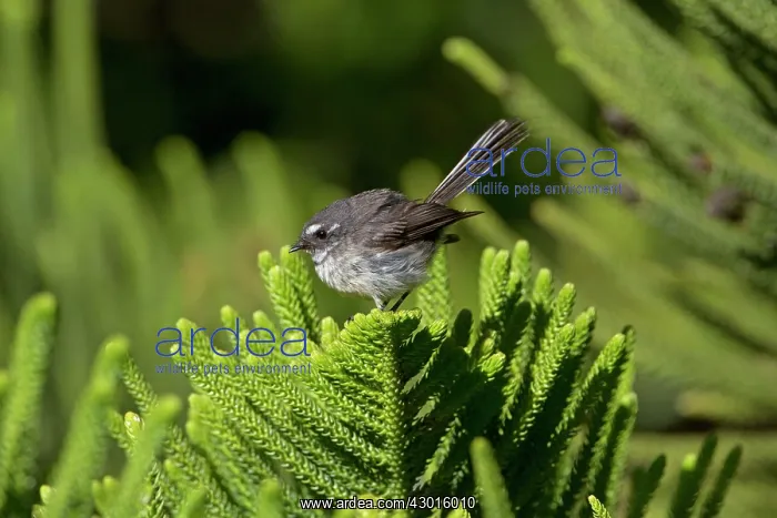 : Grey Fantail Norfolk Island subspecies : Grey Fantail Norfolk Island subspecies