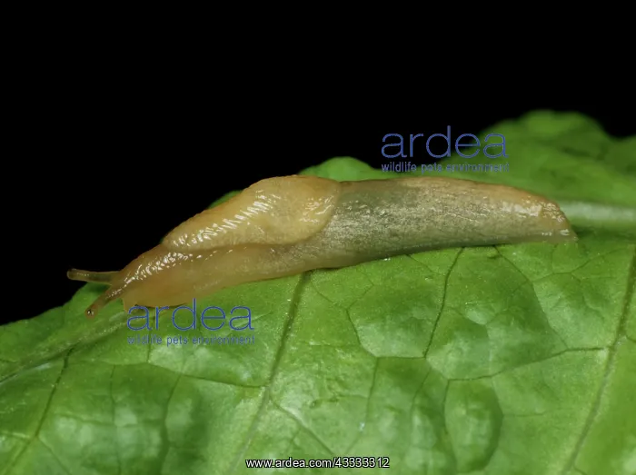 : Grey field slug parasitized by nematode : Grey field slug parasitized by nematode