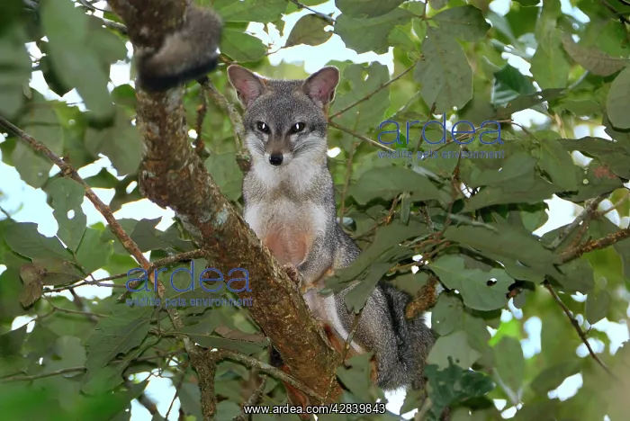 : Grey Fox (Urocyon cinereoargenteus). Belize : Grey Fox (Urocyon cinereoargenteus). Belize