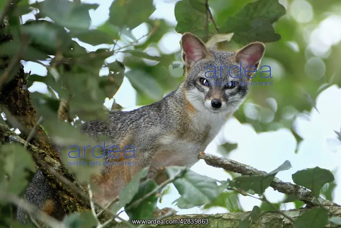 : Grey Fox (Urocyon cinereoargenteus). Belize : Grey Fox (Urocyon cinereoargenteus). Belize