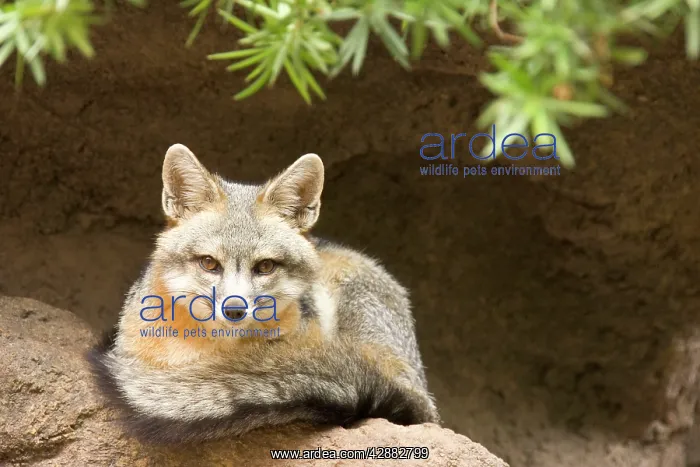 : Grey Fox (Urocyon cinereoargenteus). Tucson, Arizona, USA : Grey Fox (Urocyon cinereoargenteus). Tucson, Arizona, USA