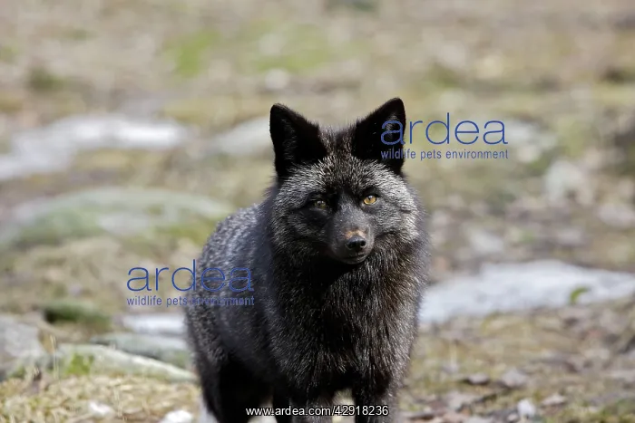  : Grey Fox.. Finland. Captivity