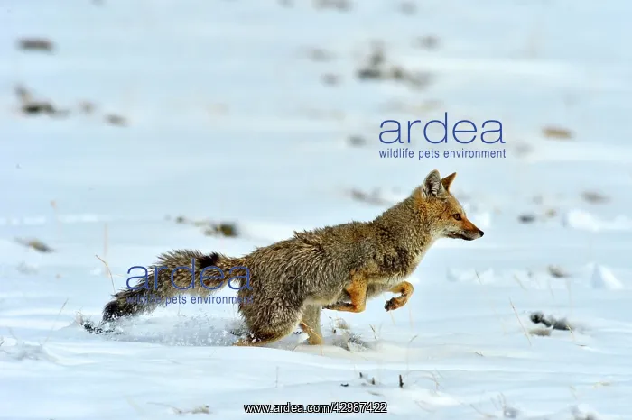 : Grey Fox (Urocyon cinereoargenteus). running in snow - Santa Cruz : Grey Fox (Urocyon cinereoargenteus). running in snow - Santa Cruz
