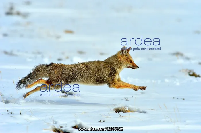 : Grey Fox (Urocyon cinereoargenteus). running in snow - Santa Cruz : Grey Fox (Urocyon cinereoargenteus). running in snow - Santa Cruz