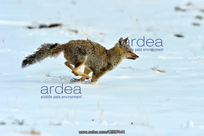 : Grey Fox (Urocyon cinereoargenteus). running in snow - Santa Cruz : Grey Fox (Urocyon cinereoargenteus). running in snow - Santa Cruz