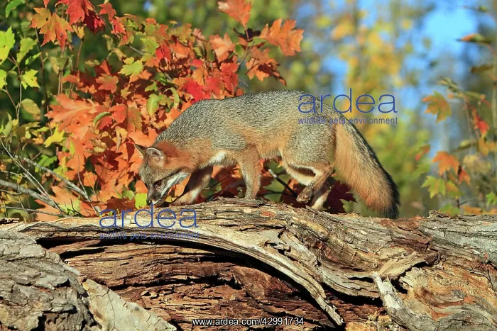 : Grey Fox (Urocyon cinereoargenteus). North America : Grey Fox (Urocyon cinereoargenteus). North America
