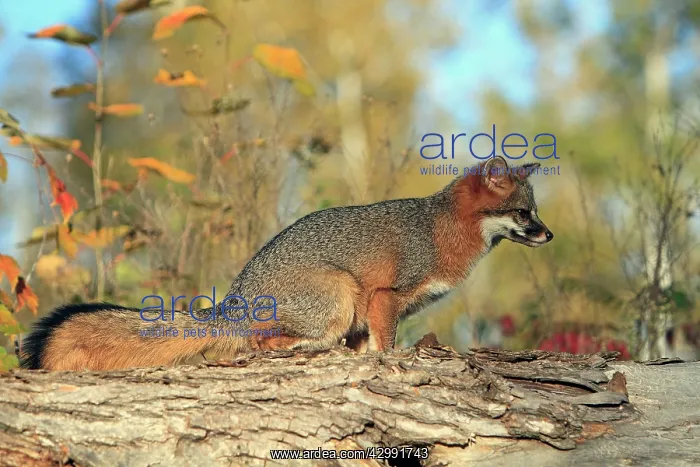 : Grey Fox (Urocyon cinereoargenteus). North America : Grey Fox (Urocyon cinereoargenteus). North America