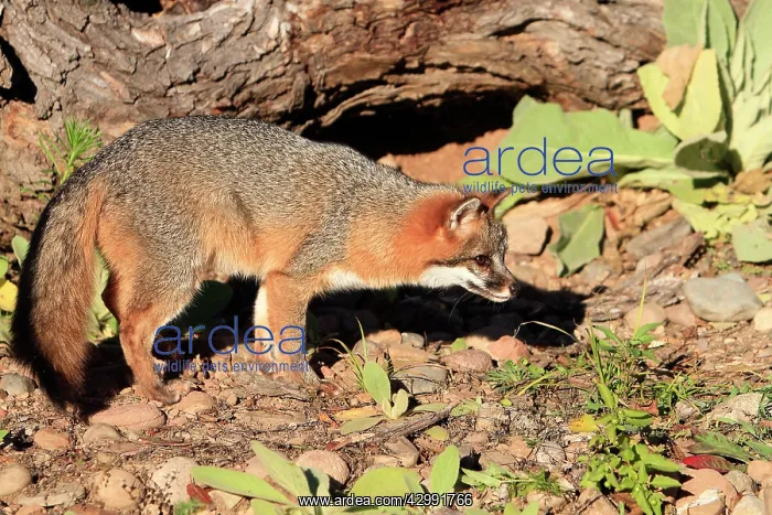 : Grey Fox (Urocyon cinereoargenteus). North America : Grey Fox (Urocyon cinereoargenteus). North America