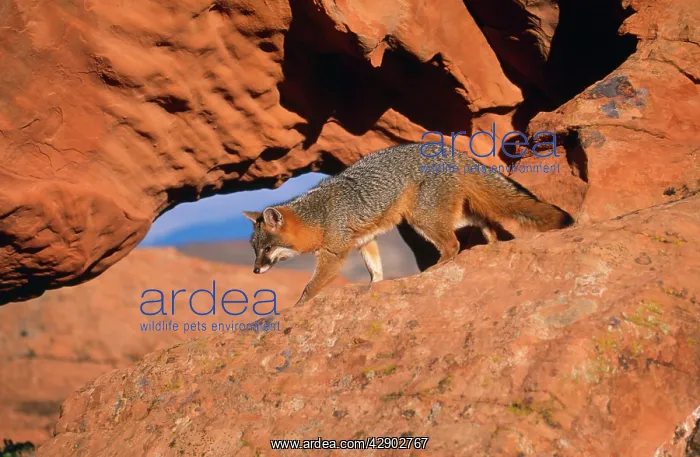 : Grey Fox - on rocks : Grey Fox - on rocks