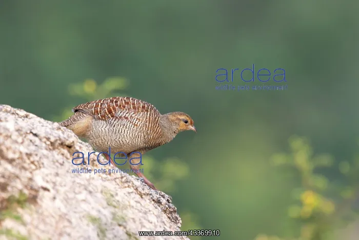  : Grey Francolin