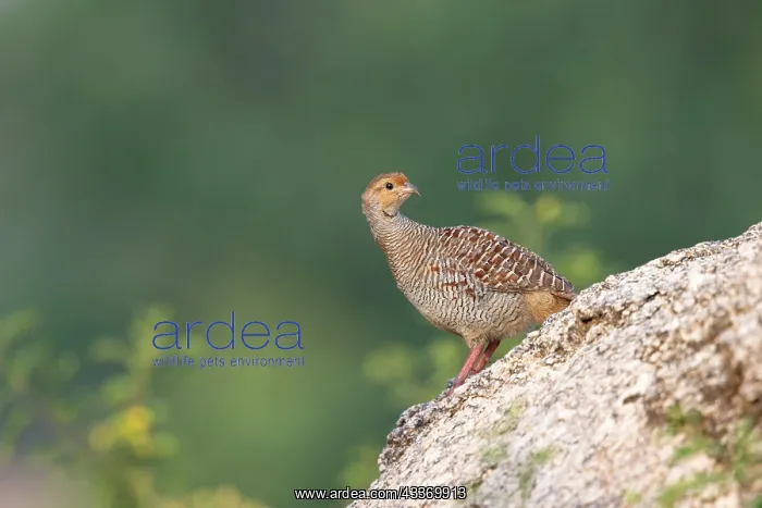  : Grey Francolin