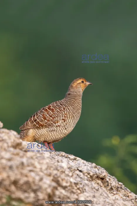 : Grey Francolin : Grey Francolin