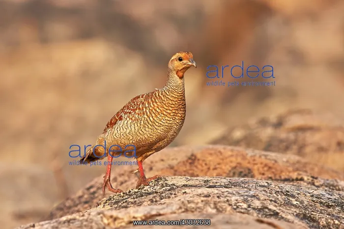  : Grey Francolin (formerly also called the Grey Partridge)