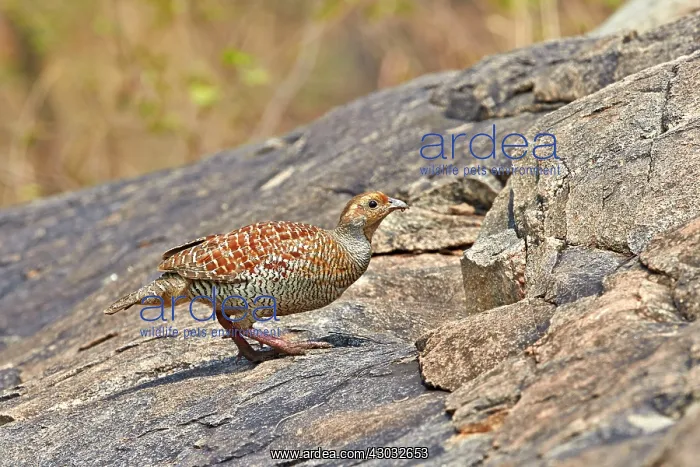 : Grey Francolin (formerly also called the Grey Partridge) : Grey Francolin (formerly also called the Grey Partridge)