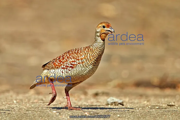  : Grey Francolin (formerly also called the Grey Partridge)