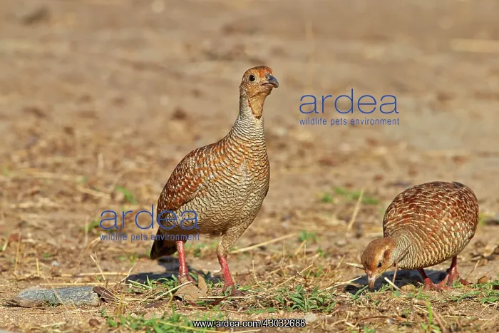 : Grey Francolin (formerly also called the Grey Partridge) : Grey Francolin (formerly also called the Grey Partridge)