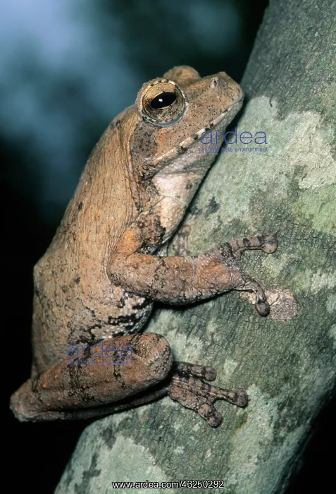 : Grey Frog, (Chiromantis xerampelina), Kruger : Grey Frog, (Chiromantis xerampelina), Kruger
