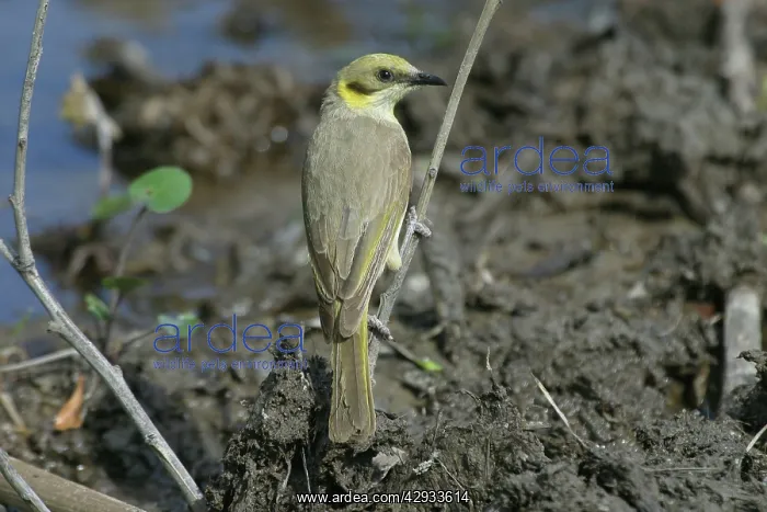 : Grey-fronted Honeyeater : Grey-fronted Honeyeater