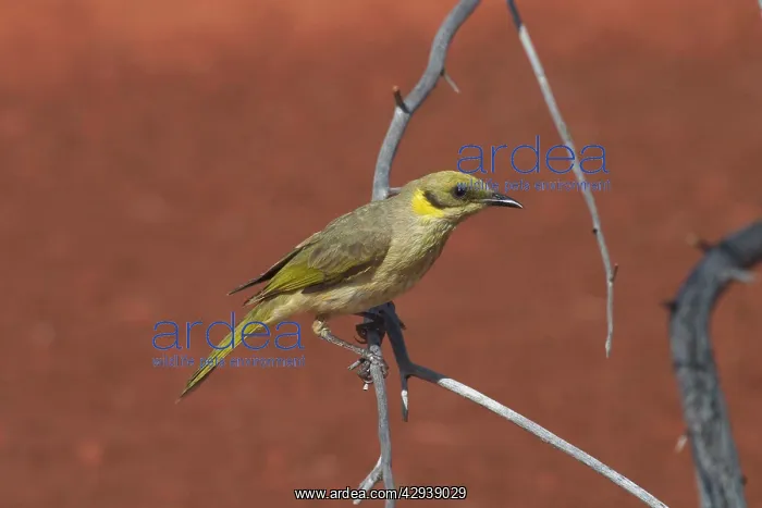 : Grey-fronted Honeyeater : Grey-fronted Honeyeater