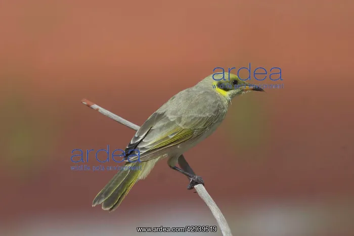 : Grey-fronted Honeyeater : Grey-fronted Honeyeater