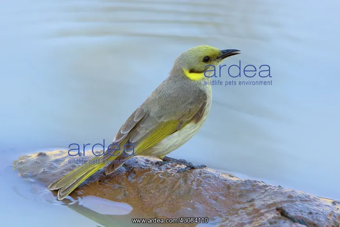: Grey-fronted Honeyeater : Grey-fronted Honeyeater