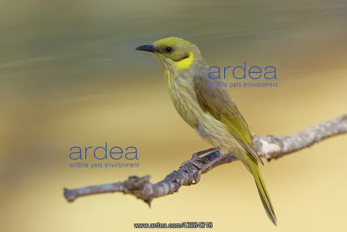 : Grey-fronted Honeyeater : Grey-fronted Honeyeater