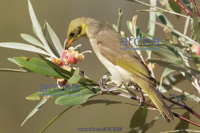 : Grey-fronted Honeyeater - feeding on Silver-leafed : Grey-fronted Honeyeater - feeding on Silver-leafed