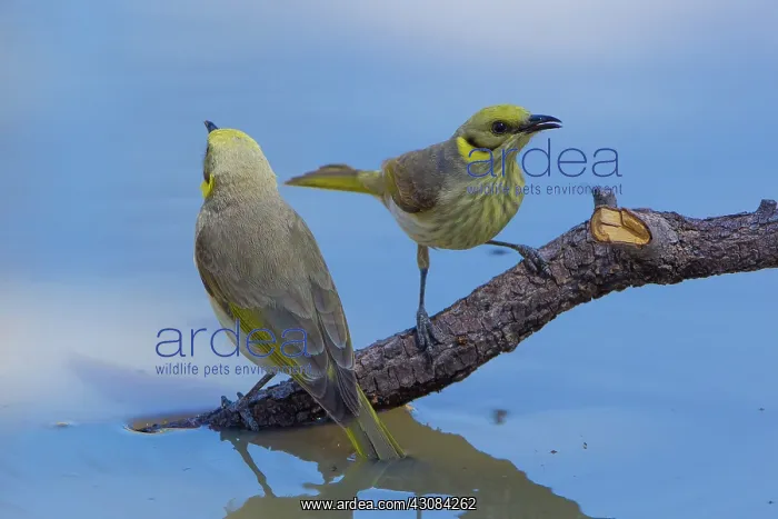 : Grey-fronted Honeyeaters : Grey-fronted Honeyeaters