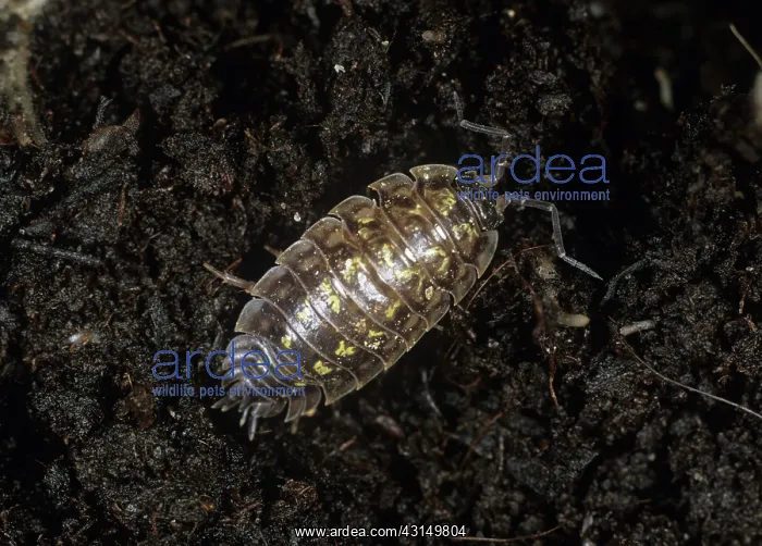 : Grey garden woodlouse : Grey garden woodlouse