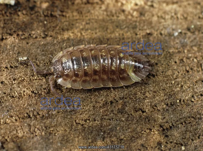 : Grey garden woodlouse : Grey garden woodlouse