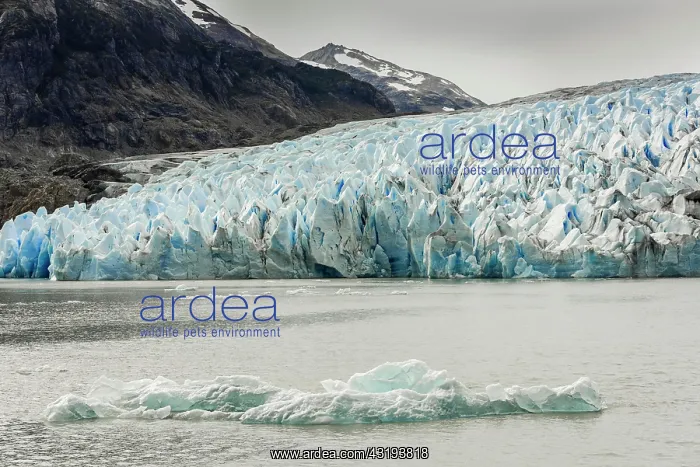: The Grey Glacier flows into Lake Grey, Torres del : The Grey Glacier flows into Lake Grey, Torres del