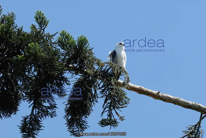 : Grey Goshawk : Grey Goshawk