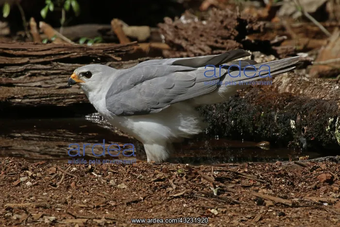  : Grey Goshawk