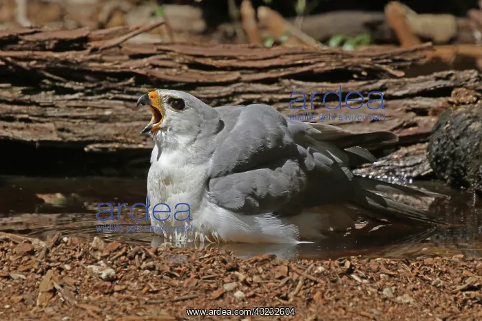  : Grey Goshawk