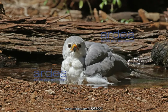  : Grey Goshawk