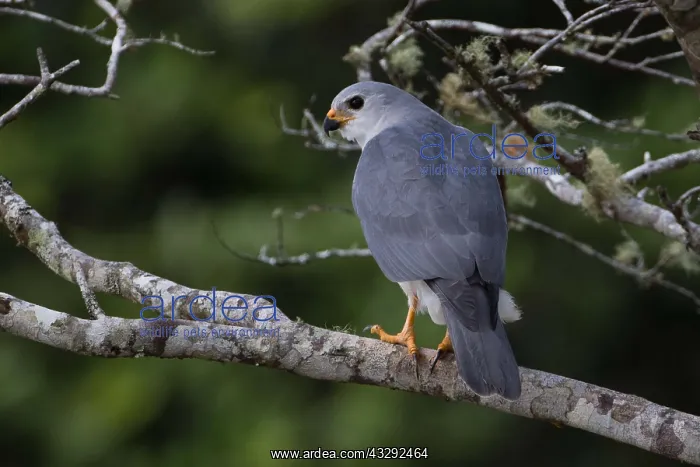 : Grey Goshawk - A grey morph bird - perched in a : Grey Goshawk - A grey morph bird - perched in a