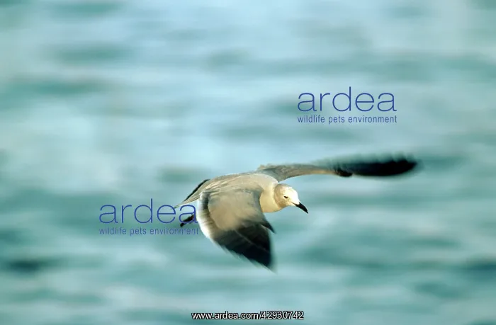  : Grey Gull (Larus modestus ). Peru
