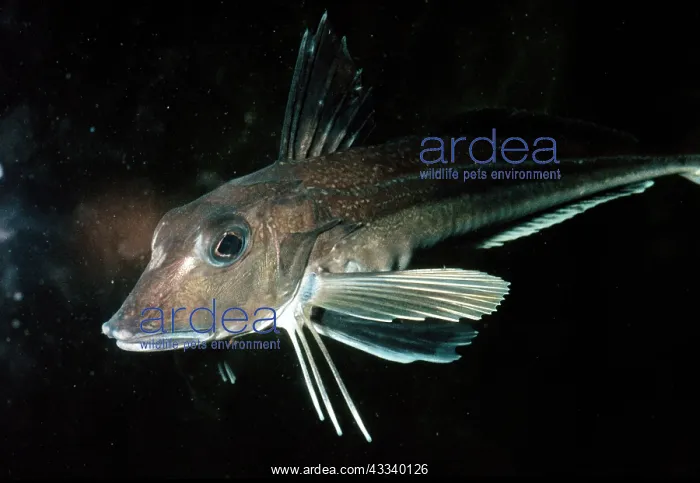 : GREY GURNARD : GREY GURNARD