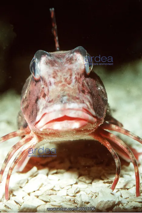 : Grey GURNARD - head on : Grey GURNARD - head on