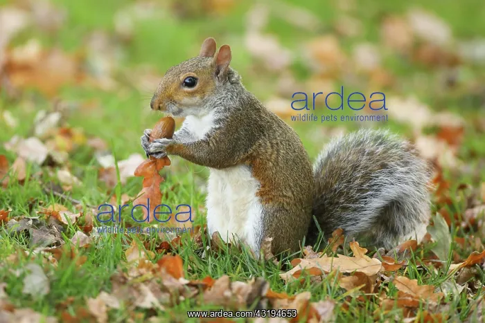 : Grey haired bear, Sciurus carolinensis, Richmond : Grey haired bear, Sciurus carolinensis, Richmond