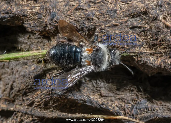 : Grey-haired mining-bee, Andrena cineraria, with : Grey-haired mining-bee, Andrena cineraria, with
