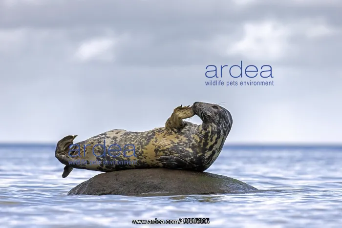 : Grey (Halichoerus grypus) seal, gray seal scratching : Grey (Halichoerus grypus) seal, gray seal scratching